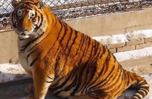 ЖИРНЫЙ ТИГР ИЗ КИТАЙСКОГО ЗООПАРКА