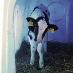 В Латгале корова провалилась в колодец