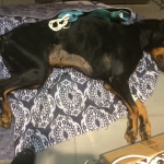 Хозяин морил собак голодом, одна из них умерла