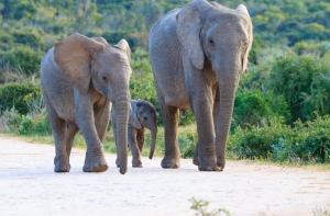 Круглый стол на Baltkom: тайны «черного континента»