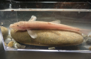 В Германии найдена первая в Европе пещерная рыба