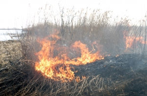 В Латвии побит рекорд по числу пожаров прошлогодней травы