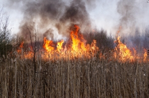 21 апреля в истории Латвии: день леса