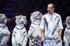 Дрессировщик тигров и носорогов: запрет диких животных в цирке - глупость