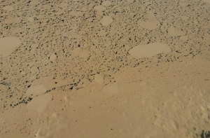 Юрмала в пыльце: очевидцы напуганы видом Рижского взморья