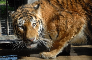 12 мая в истории Латвии: тигр Вася