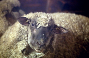 Посетители Рижского зоопарка насмерть закормили ягненка