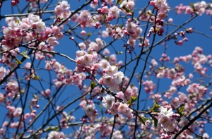 В Риге расцвела сакура