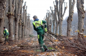 Под Лиепаей погиб литовец, попавший в измельчитель веток