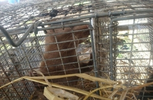 Злоумышленники вновь «поработали» на звероферме: на волю сбежали более 100 норок