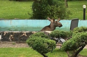 Опубликовано видео поимки лося, разгуливавшего по улицам Риги