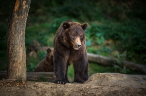 Играющий на фортепиано дикий медведь стал звездой соцсетей