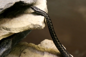 Два человека пострадали от змеиных укусов