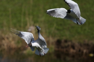 Эксперты: нет сомнений, что из-за пожара в Юрмале погибли птицы