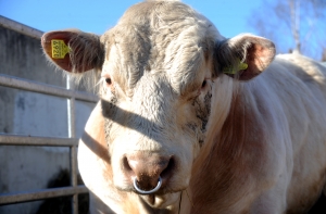 На женщину в Земгале напал бык