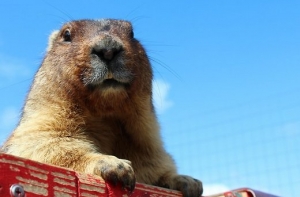 21 июня в истории Латвии: день сурка