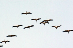 На острове Доле в сетях массово гибнут птицы