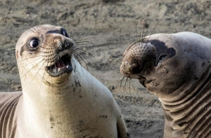 Смешной конкурс Comedy Wildlife Photography Awards 2017