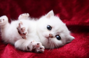 В Риге котенка выбросили с балкона: искалеченное животное пришлось усыпить