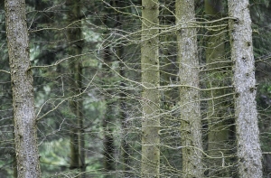 Полиция назвала место, где может находиться пропавший Ваня Берладин