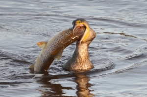 Эксперт: бакланы грозят оставить Балтийское море без рыбы