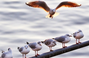 В Елгаве неизвестные отстреливают чаек