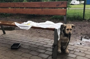 Щенка на привязи оставили под дождем: теперь он ждет новых хозяев в Улубеле