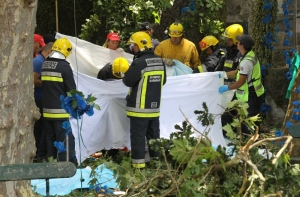 В Португалии упавшее дерево убило 11 человек