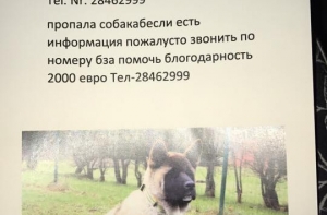 За пропавшую в Риге собаку обещают вознаграждение в 2000 евро