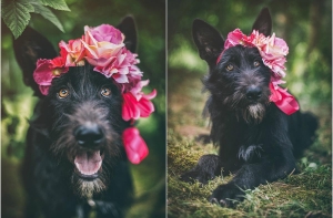 Латвийский фотограф сделала бездомных собак героями фотопроекта