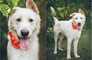 Латвийский фотограф рассказала об отклике на проект с бездомными собаками