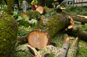 На двух людей во время грозы упало дерево