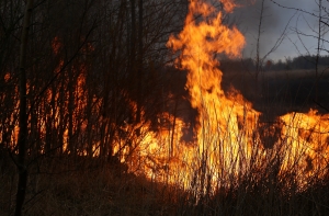 В Елгаве заживо сгорел домашний скот