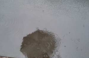 Дорожные службы: ситуация на дорогах из-за ливня не ухудшилась