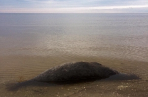 В Царникаве к берегу прибило большого тюленя