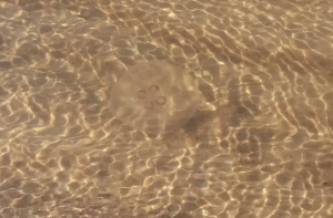 Побережье в Царникаве заполонили медузы