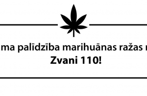 Госполиция предлагает «помощь» в сборе урожая марихуаны