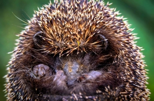 В Китае гостья отеля укололась о ежа, который спал в подушке