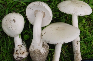 Женщина чуть не отравила себя и детей бледной поганкой