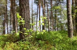 Ведутся поиски пропавшего грибника