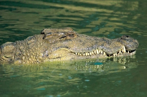 В Индонезии крокодил напал на шамана и утопил его