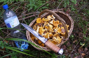 Пропавший грибник найден мертвым в лесу