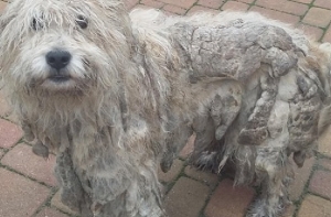 Как можно довести до такого? В Вайнеде подобрали истощенную собаку