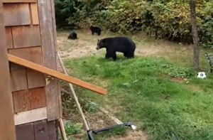 Канадец снял на видео, как уговорил медведей уйти со двора