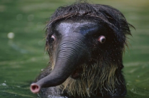 Этим животным никогда не стать звездами Animal Planet