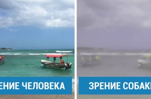 15 захватывающих фактов о собаках, от которых у тебя глаза на лоб полезут!