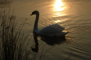 В Юрмале застрелили лебедя: полиция просит откликнуться очевидцев