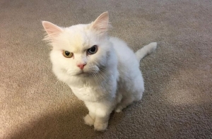 Недовольные коты (17 фото)