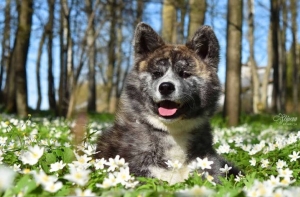 Латвийцев призывают помочь в поисках пропавшей собаки Bezvests