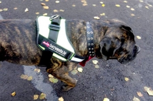 Bezvests.lv: в Риге нашли пропавшую пенсионерку без признаков жизни